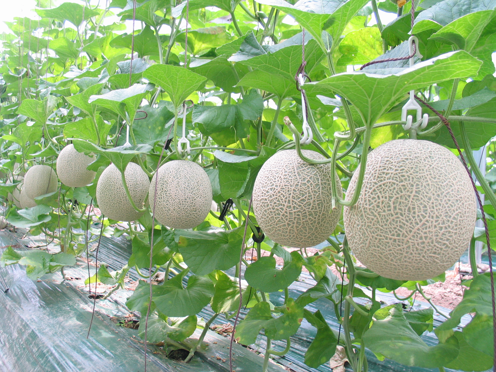 Luxury Ingredients in the Culinary World Yubari Melon