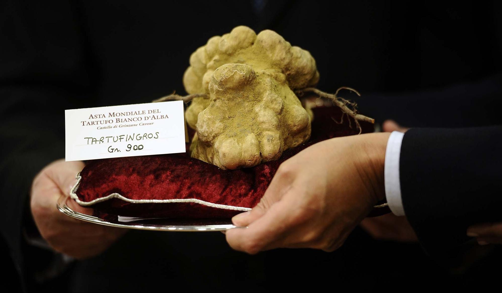 White Truffle Luxury Ingredients in the Culinary World
