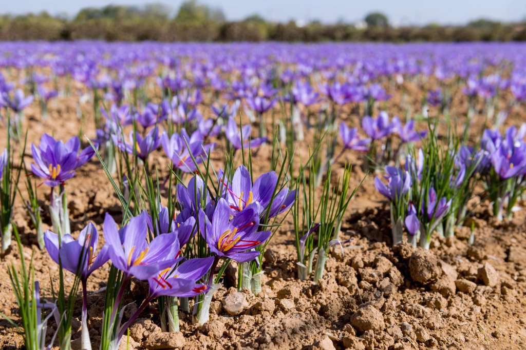 Saffron Harvesting Luxury Ingredients in the Culinary World