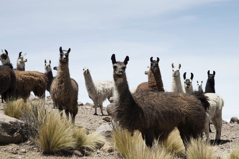 Curious wild alpacas in Bolivian mountains.