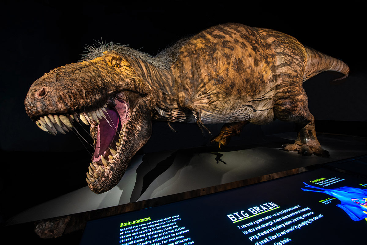 T. Rex – the Ultimate Predator at American-Museum of Natural History