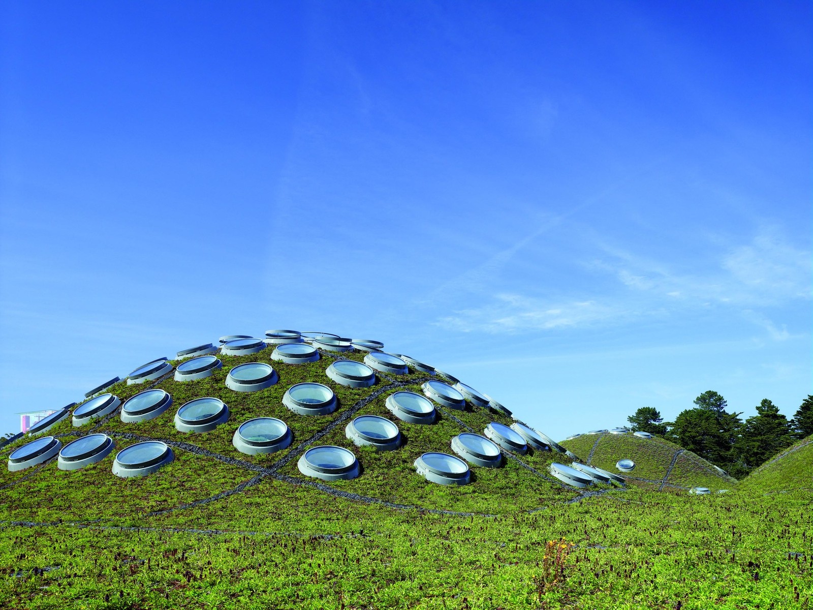The domed green roof of California Academy of Sciences by Renzo Piano. Photography by Tim Griffith.