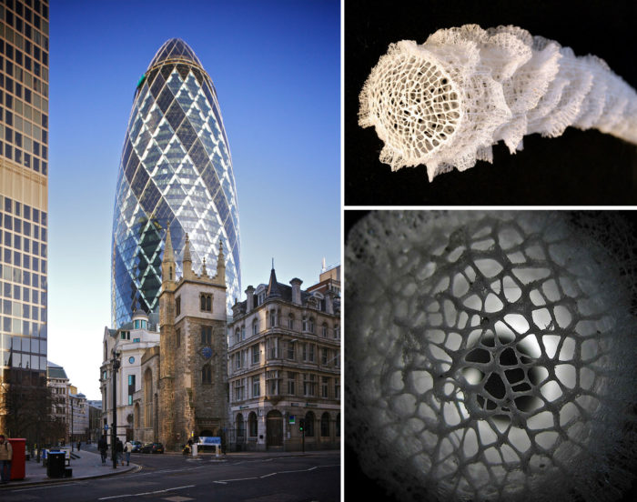 Inspiration for the structure of The Gherkin, an iconic form in the London skyline, was drawn from the Venus’ flower basket sponge, a type of glass sponge. The sponge survives at great depths thanks to its lattice-like exoskeleton and round shape which provide stiffness and disperse the forces from strong currents.